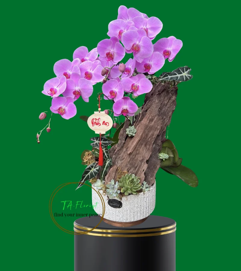 lũa lan hồ điệp hồng tại Hà Nội giao ngay lũa lan hồ điệp hồng tại Hà Nội giao ngay