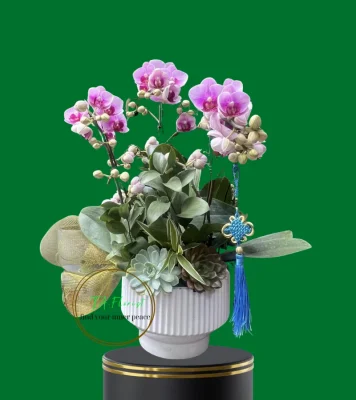 lan hồ điệp bảo bối mini tại Hà Nội