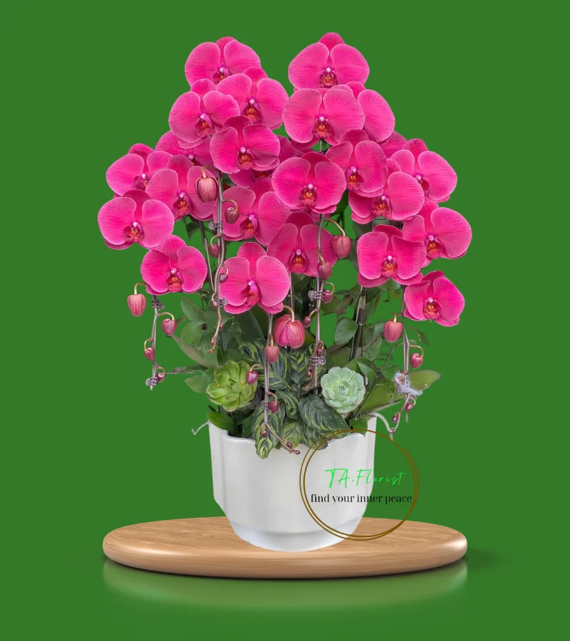 chậu lan hồ điệp đỏ tại Hà Nội giá tốt chậu lan hồ điệp đỏ tại Hà Nội giá tốt