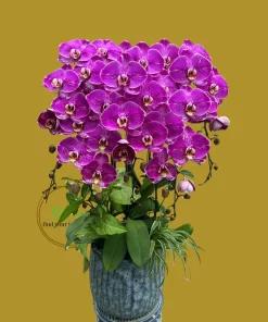 chậu lan hồ điệp màu địa chủ Hà Đông