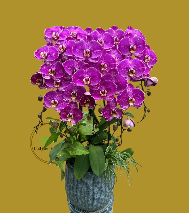 chậu lan hồ điệp màu địa chủ Hà Đông chậu lan hồ điệp màu địa chủ Hà Đông