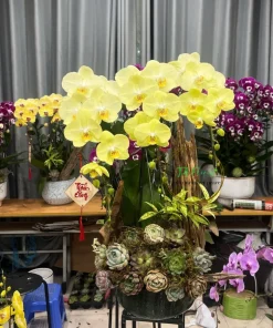 lũa lan hồ điệp xanh táo và sen đá