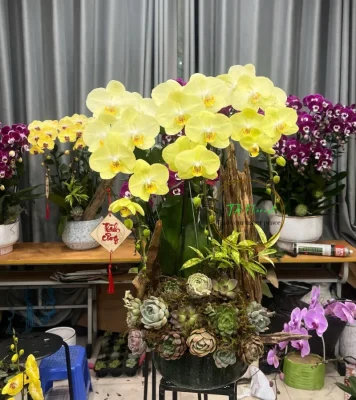 lũa lan hồ điệp xanh táo và sen đá