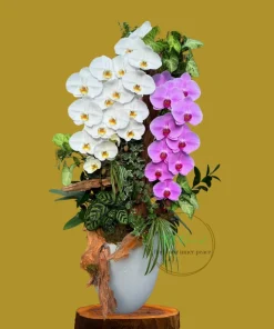 lũa lan hồ điệp mix màu tại Hà Nội giao ngay