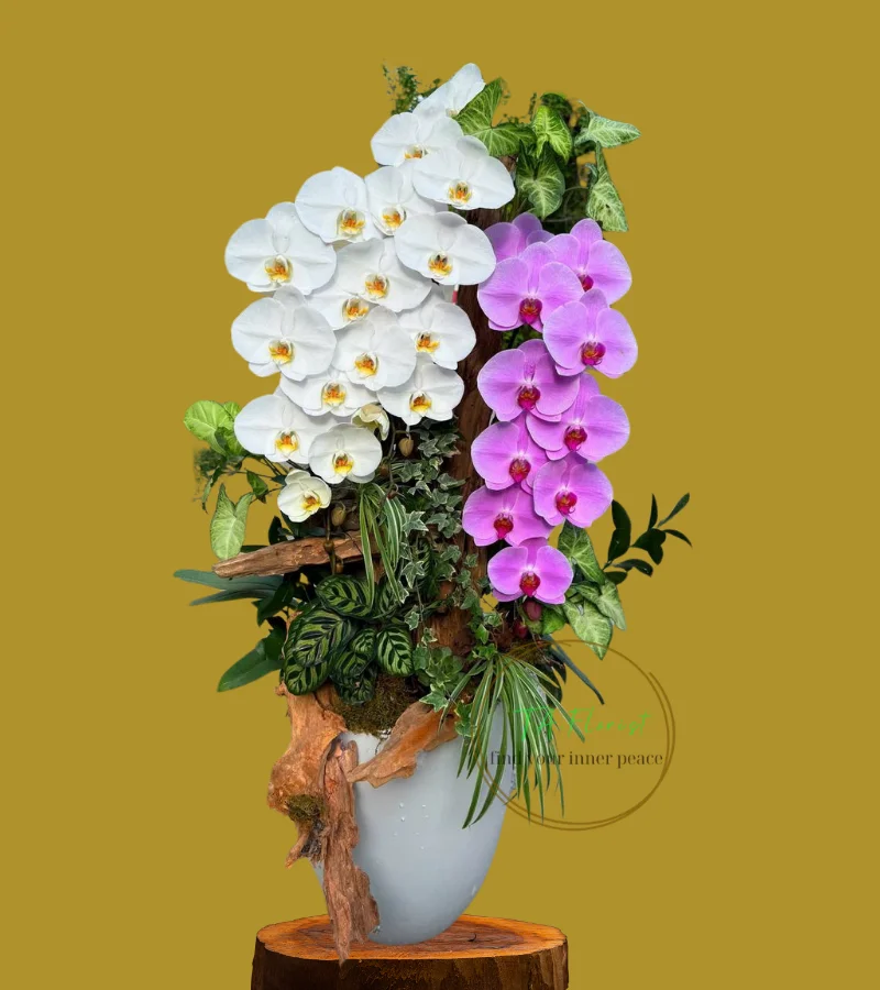 lũa lan hồ điệp mix màu tại Hà Nội giao ngay lũa lan hồ điệp mix màu tại Hà Nội giao ngay