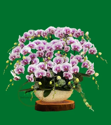 Thuyền lan hồ điệp to hoành tráng