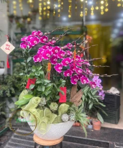 thuyền lan hồ điệp 10 cành