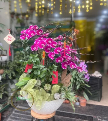 thuyền lan hồ điệp 10 cành