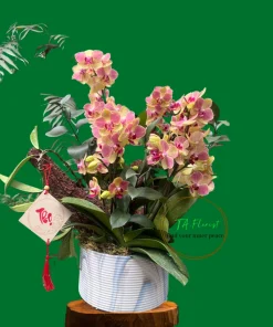 chậu lan mini màu vàng cam