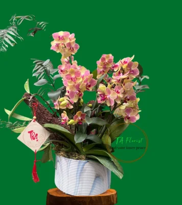 chậu lan mini màu vàng cam