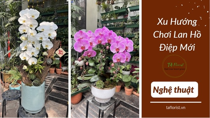 xu hướng chơi lan hồ điệp mới