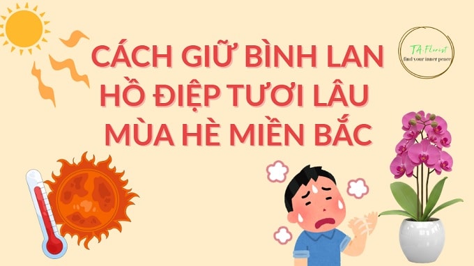 cách giữ bình lan hồ điệp chơi bền mùa hè miền bắc