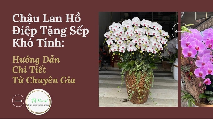 chậu lan hồ điệp tặng sếp uy tín tại Hà Nội