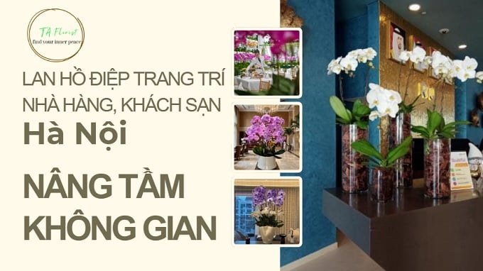 chậu lan hồ điệp trang trí sảnh khách sạn Hà Nội